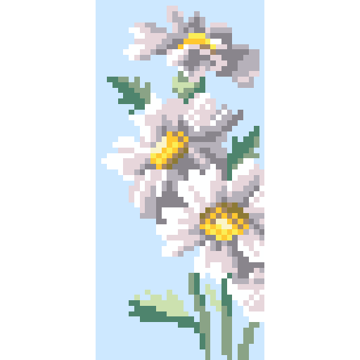 雏菊
